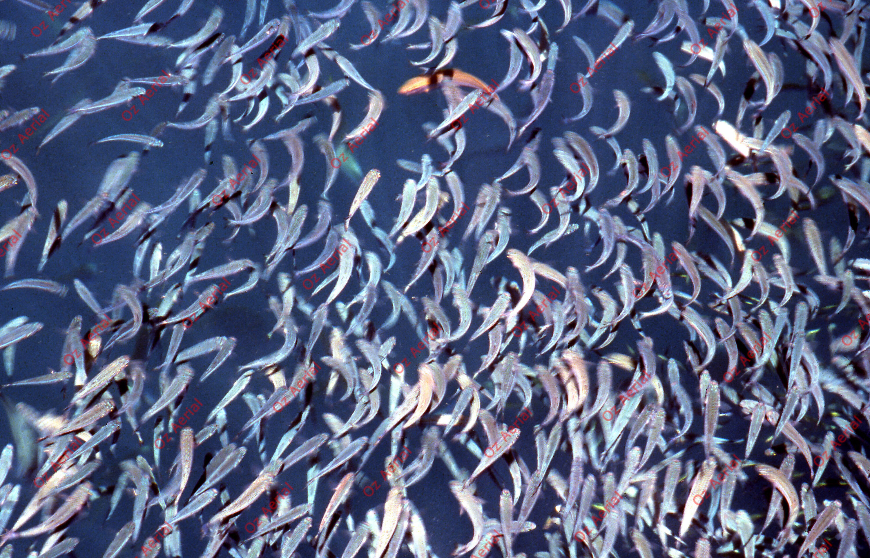 Something Fishy&nbsp;&nbsp;–&nbsp;&nbsp;6095ecb50cd66_j04.jpg