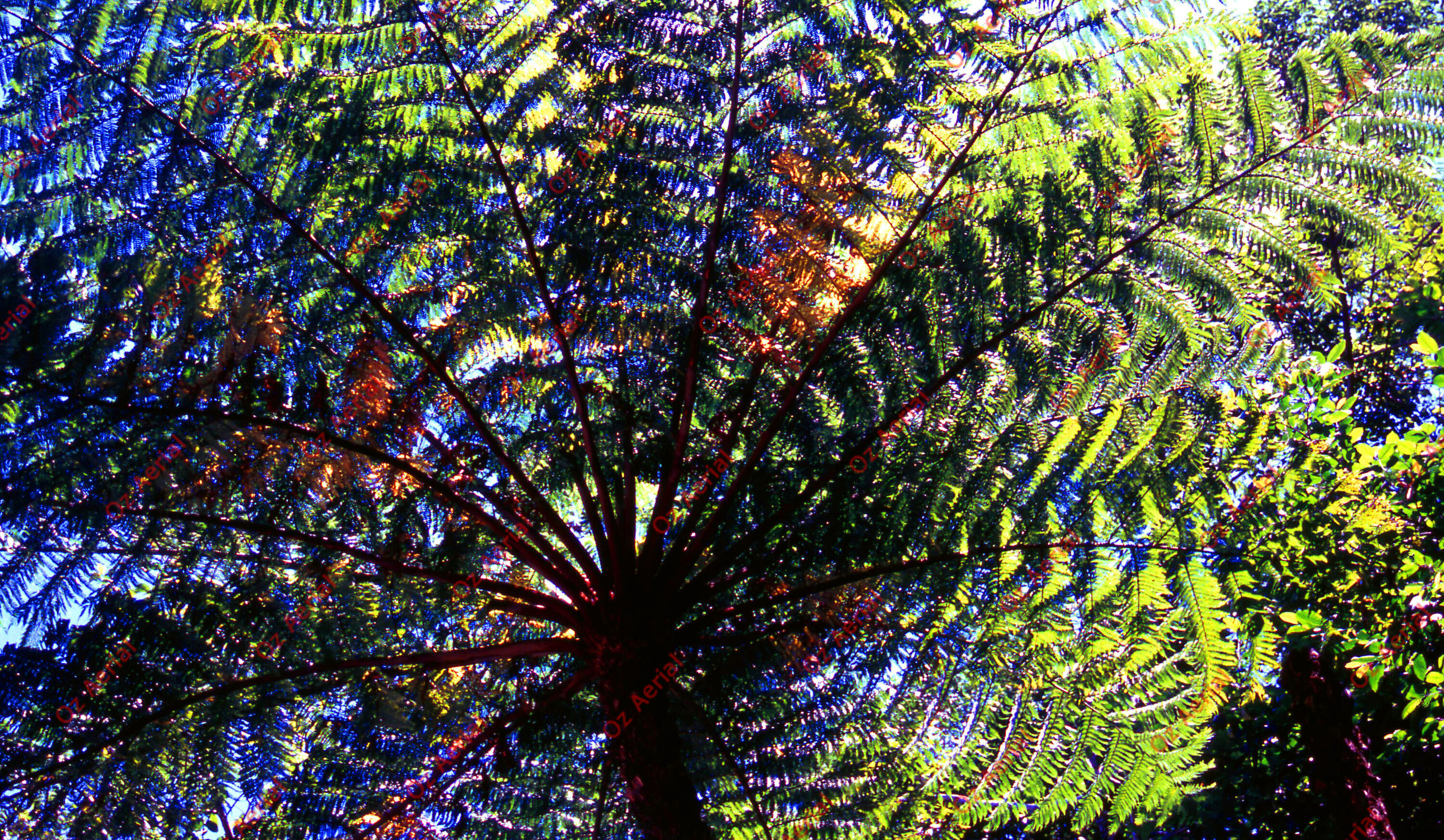 Rainforest to Reef&nbsp;&nbsp;–&nbsp;&nbsp;6095e0becfa28_i46.jpg